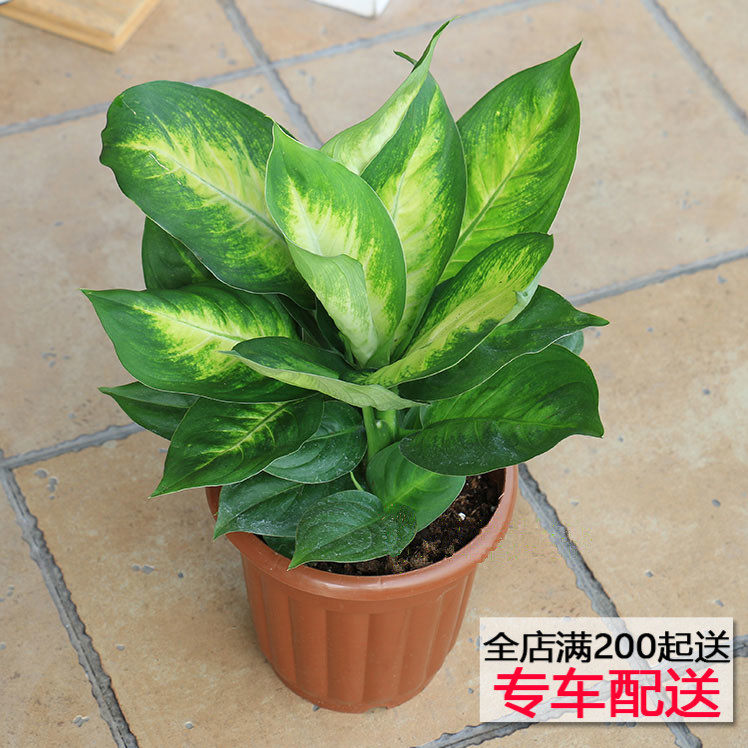 玛丽安盆栽 白玉 花叶万年青 室内小植物 北京送货上门在类目 鲜花速递/花卉仿真/绿植园艺, 花卉/绿植盆栽（新）, 绿植中 - 来自Buy2taobao.com提供专业的淘宝代购服务