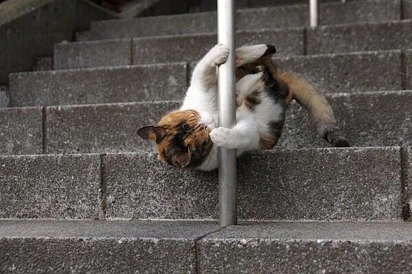 Accessoire coiffure - Ref 1204953 Image 1