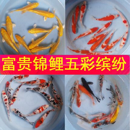 聚金观赏鱼 好养易活的红白三色黄金冷水淡风水招财小锦鲤鱼活体