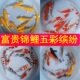 聚金观赏鱼 好养易活 红白三色黄金冷水淡风水招财小锦鲤鱼活体