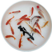 淡水冷水观赏鱼小红草金鱼苗锦鲫锦鲤好养活小金鱼龙鱼活体饲料鱼