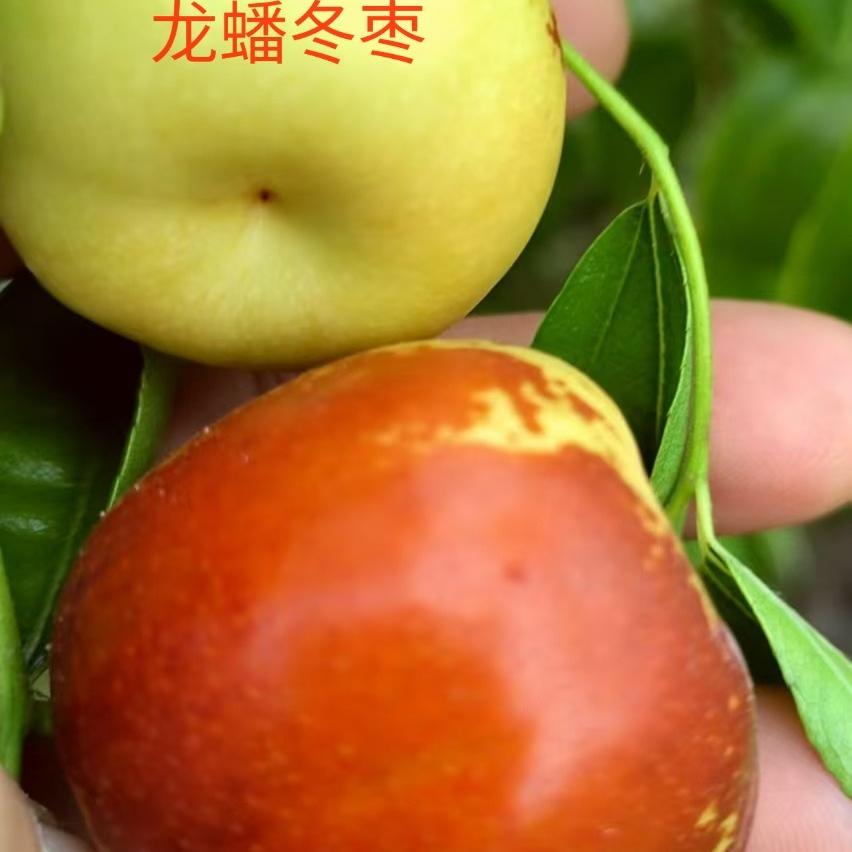 龙蟠冬枣现摘新鲜脆甜可口多汁蟠桃苹果枣高端新品种精品二代蟠枣