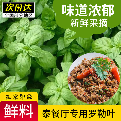 新鲜罗勒叶九层塔金不换 罗勒 三杯鸡 打抛饭泰国料理东南亚美食