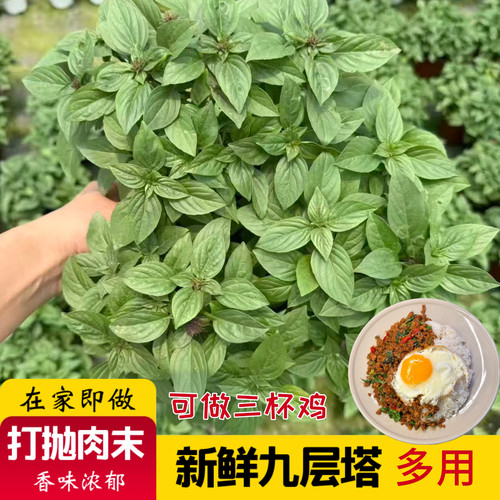 新鲜罗勒叶九层塔金不换 罗勒 三杯鸡 打抛饭泰国料理东南亚美食