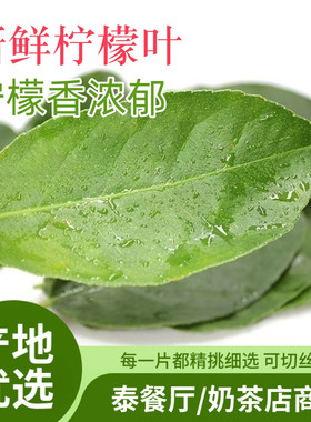 新鲜香水柠檬叶西餐厅商用 冬阴功汤原料 东南亚香料鱼生奶茶饮品
