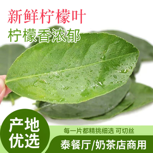新鲜香水柠檬叶西餐厅商用 冬阴功汤原料 东南亚香料鱼生奶茶饮品