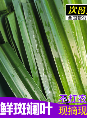 斑斓叶新鲜食用香兰叶千层蛋糕原料摆盘装饰烘焙奶茶班商用兰叶子