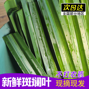 斑斓叶新鲜食用香兰叶千层蛋糕原料摆盘装饰烘焙奶茶班商用兰叶子