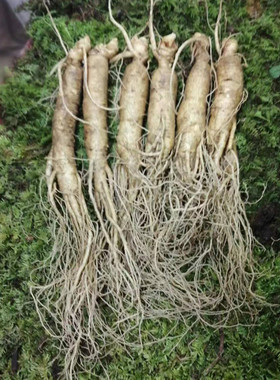 东北现挖现卖鲜人参长白山人参边条人参泡酒煲汤整根新鲜人叁包邮