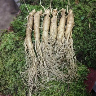 东北现挖现卖鲜人参长白山人参边条人参泡酒煲汤整根新鲜人叁包邮