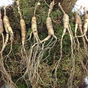 长白山特产林下参山参8-20年东北纯籽货新鲜林下参山参鲜参人参