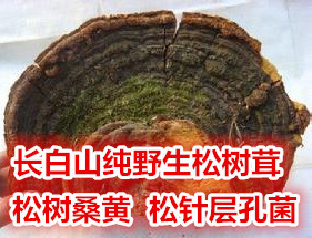 东北长白山野生松针灵芝野生松针层孔菌 野生松树黄