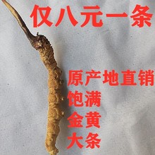 八元一条青海野生冬虫夏草干货非断草原产地直销20条瓶装