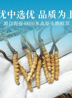 慕容扎西天然野生非人工虫草