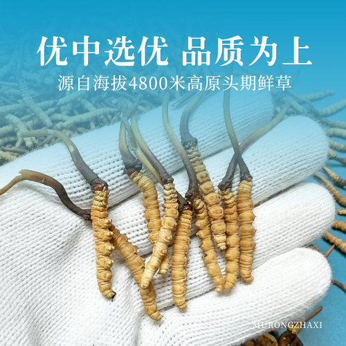 慕容扎西天然野生非人工虫草