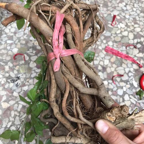 野五加皮根苦刺根纯根 野五加皮苦刺茶  刺五加新货