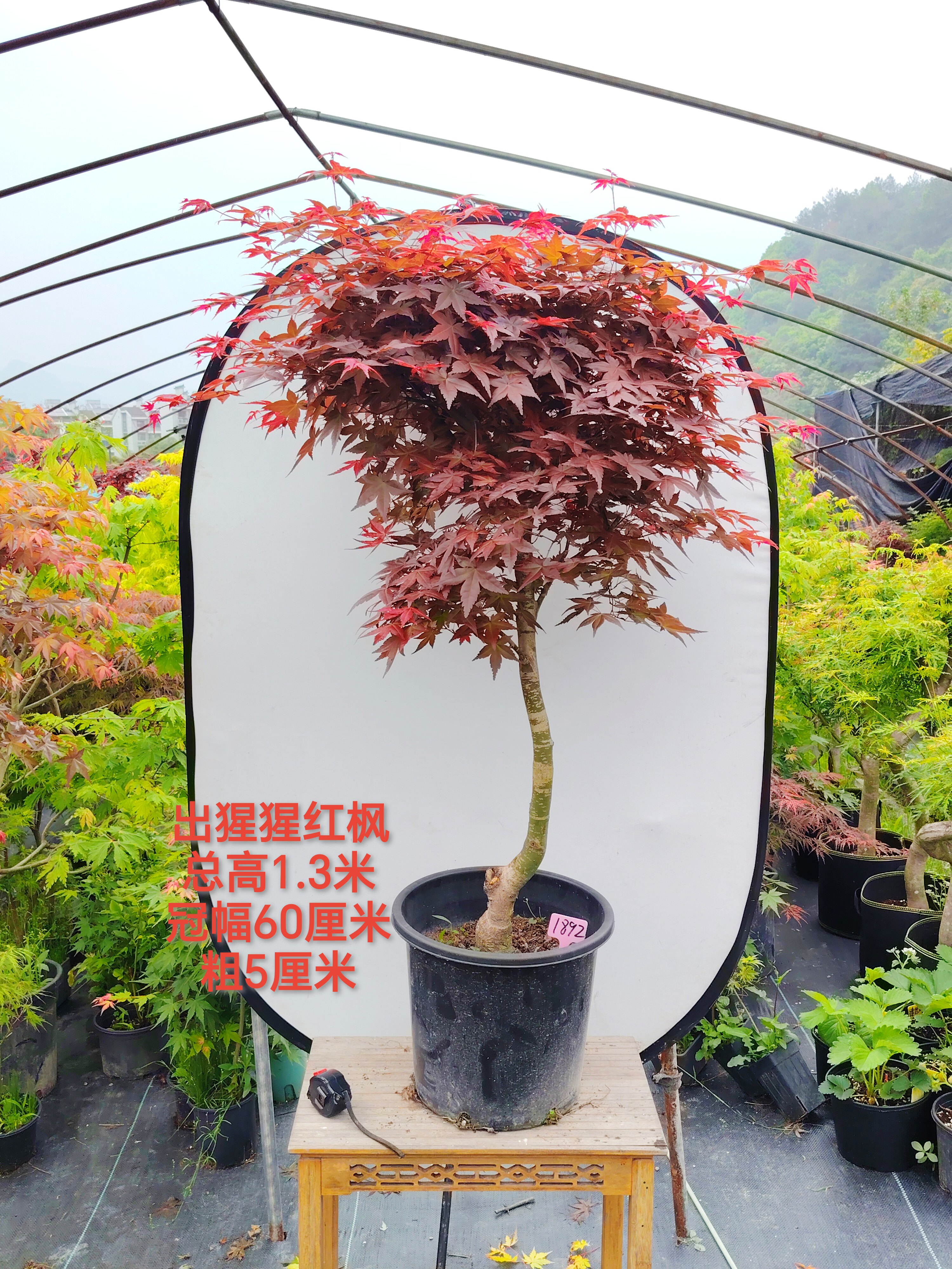 实物一物一拍日本枫赛娜 清玄 红千鸟乙女樱红舞姬出猩猩红枫观叶
