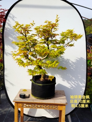 一物一拍日本枫品种茜 夏金 袖锦黄金枫  茜空红枫观叶植物盆栽