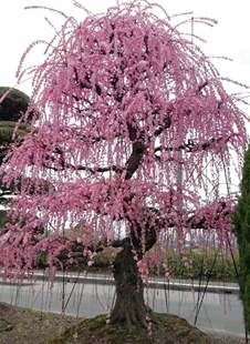 一物一拍梅花品种 复粉垂枝梅 宫粉垂枝龙梅 晚花 红梅粉色花观花