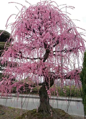 一物一拍梅花品种 复粉垂枝梅 宫粉垂枝龙梅 晚花 红梅粉色花观花