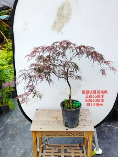 一物一拍外山 绯红皇后 猩猩枝垂 花缠 羽毛枫日本红枫垂枝枫枫树