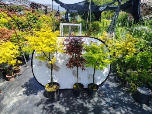 一物一拍原生日本枫品种青龙 凤凰 出猩猩 茜空 狮子头 约旦 红枫