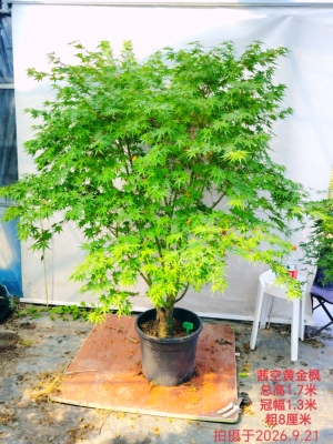一物一拍日本枫品种茜 夏金 袖锦黄金枫  茜空红枫观叶植物盆栽