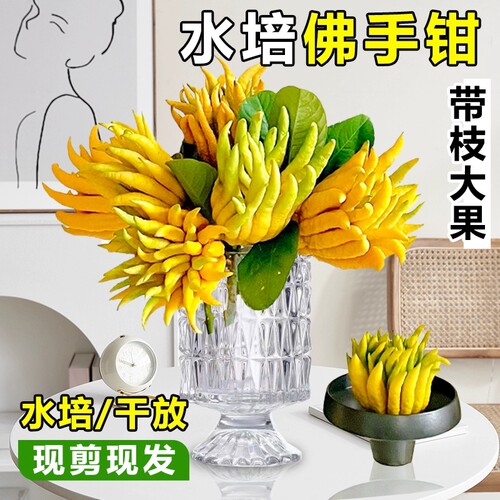 【带枝水养】现摘佛手柑新鲜佛手果观赏闻香插花水培清供车载香薰