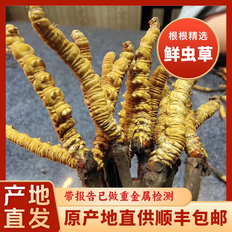 2026年新鲜冬虫夏草头期正品产地直发带报告已做重金属检测