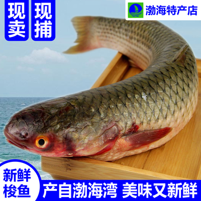 新鲜海梭鱼渤海特产现捕现卖鲜活