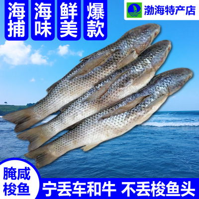 腌咸梭鱼渤海湾特产海鱼包邮