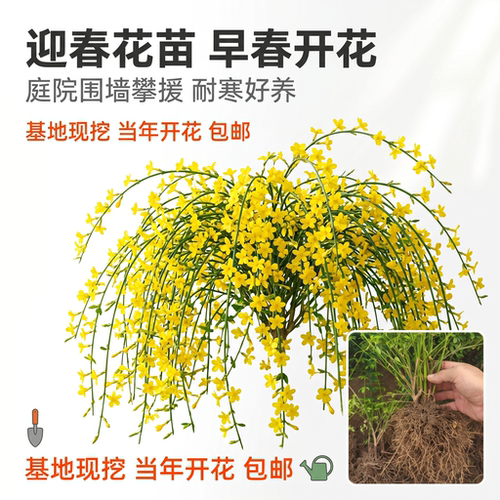 凝寒迎春花苗耐寒好养当年开花