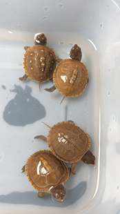 红头素三苗 三趾箱龟卡罗莱纳箱龟花三 红头高黄玉壳素三趾箱龟苗