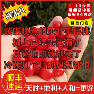 东北地道新鲜毛樱桃梅桃山豆子野生山小樱桃酿泡酒酵素熬果酱材料