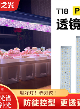 植物之光T18透镜上色全光谱仿太阳光室内块根热植多肉植物补光灯