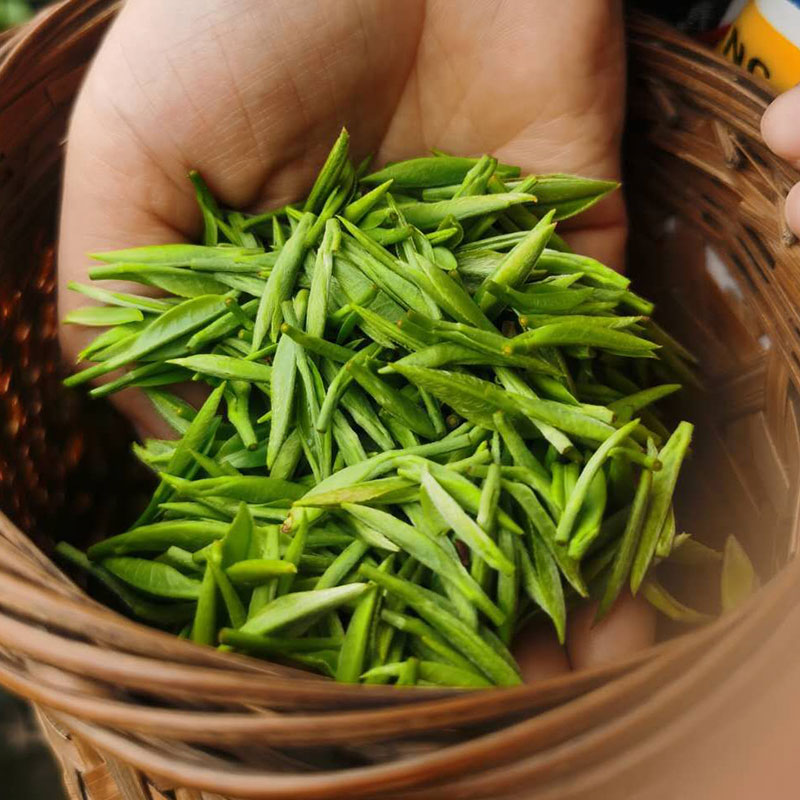 景德镇江西浮梁明前茶