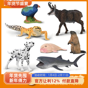 CollectA我你他 南秧鸡土拨鼠臆羚水滴鱼巨口鲨豹纹壁虎 模型玩具