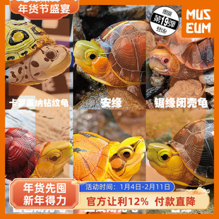 动物星球 心宽体胖19弹 黄缘百色三线黄额金头锯缘黄喉安缘闭壳龟