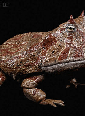 REBOR 1:2 超可动魔鬼蛙 恶魔角蛙青蛙牛蛙 爬宠爬类动物模型玩具