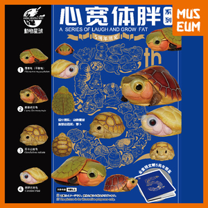动物星球心宽体胖五周年限定幼龟套装鹰嘴龟黄缘闭壳龟苏卡达焦糖
