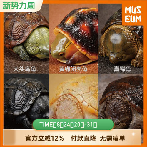 动物星球心宽体胖佛大黄缘墨龟