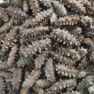 长海的半干海参