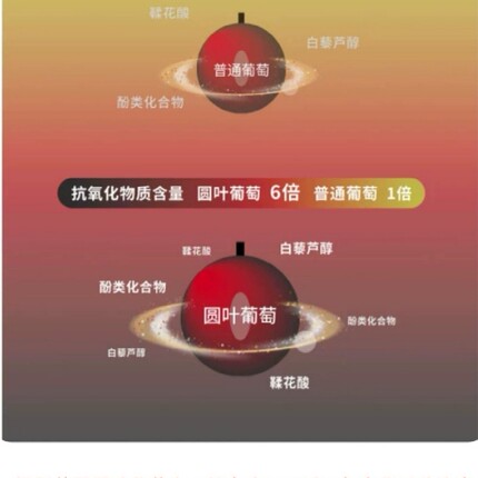 美国圆叶葡萄苗麝香葡萄盆栽格威尔红宝石带原土杯带叶发货闽版