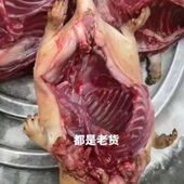 包邮 稻香鼠 大小可选顺丰 白肚山鼠田鼠滋补 新鲜长短尾兔大号装