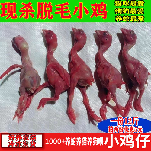 冰冻小鸡 现杀脱毛小鸡  猫狗蛇粮生骨肉新鲜日食鸡36斤起包邮