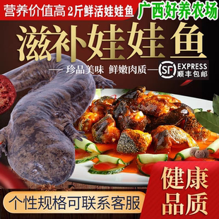 2斤一条娃娃鱼鲜活食用大鲵观赏鱼苗水产海鲜营养餐 顺丰包活到家