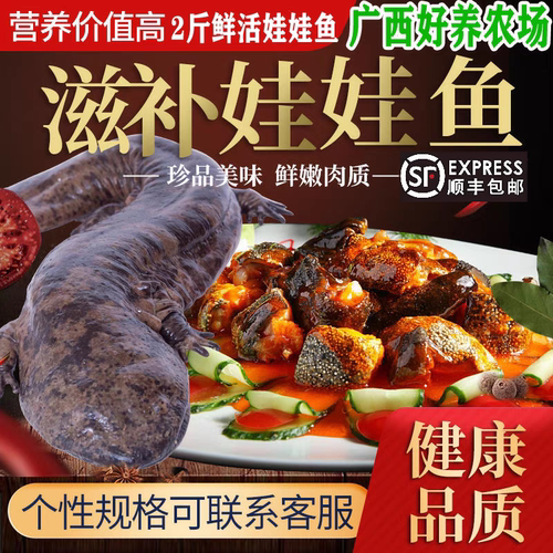 2斤一条娃娃鱼鲜活食用大鲵观赏鱼苗水产海鲜营养餐 顺丰包活到家