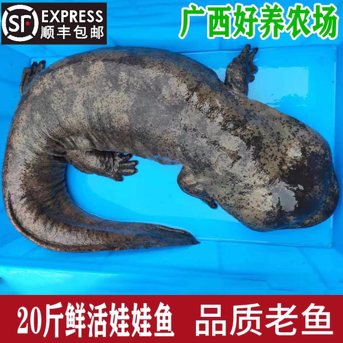 20斤一条娃娃鱼鲜活食用活体生鲜大鲵海鲜水产鲜活淡水鱼顺丰包邮