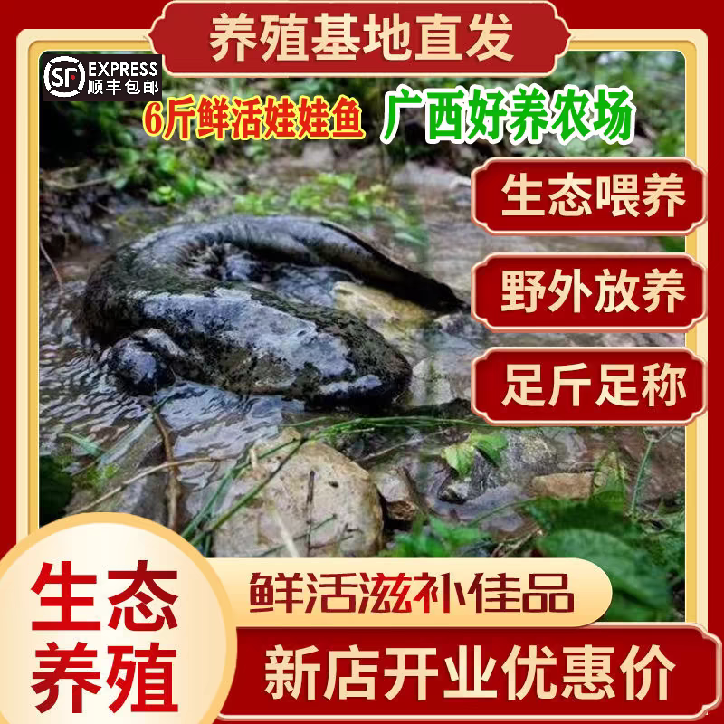 6斤一条娃娃鱼大鲵鲜活到家可食用可养在鱼缸鱼池水产鱼鱼苗顺丰
