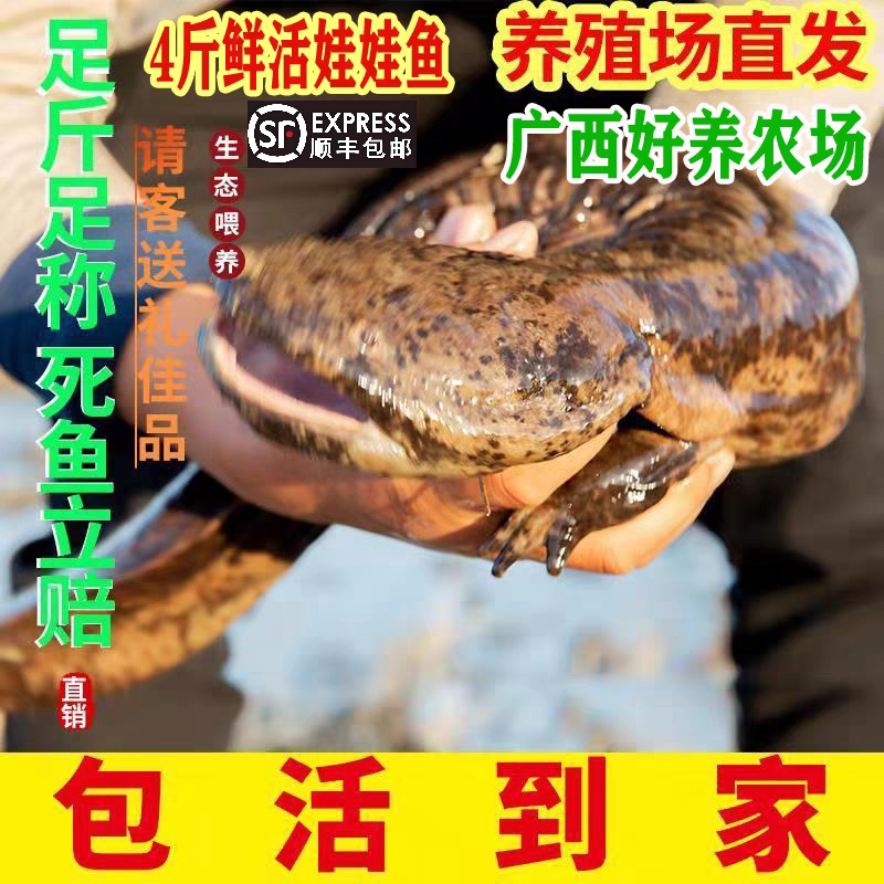 4斤一条养殖厂直供娃娃鱼鲜活食用活鱼大鲵苗水产淡水鱼顺丰包活